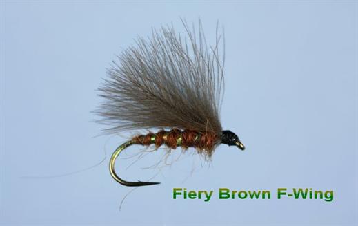 Fiery Brown F Wing