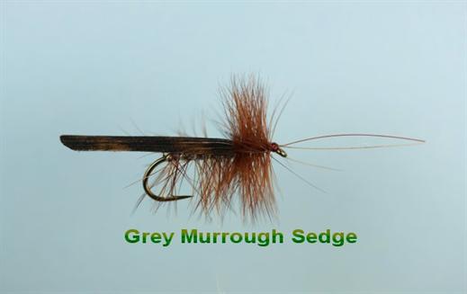 Grey Murrough Sedge