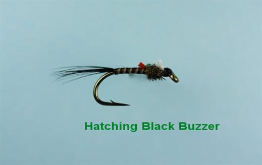 Hatching Black Buzzer