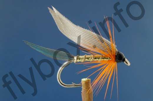Kingfisher Butcher Grey Wing