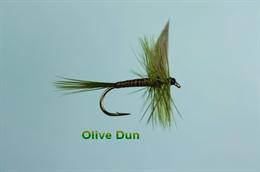 Olive Dun