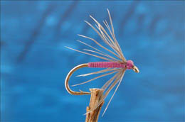 Snipe & Purple