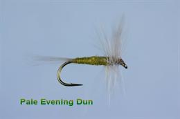 Pale Evening Dun