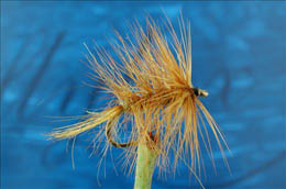 Palmered Nymph