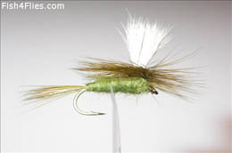 Parachute Olive Dun