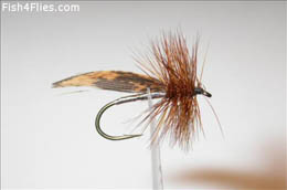 Silver body Sedge