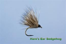 Hare's Ear Sedgehog 