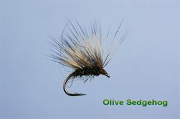 Sedgehog Olive