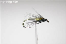 Gold and Black Spider