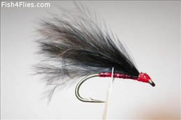 Red Holo Cormorant