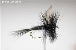 Black Gnat
