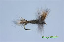 Grey Wulff