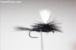 Para Black Gnat