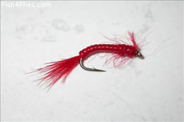 Red Bloodworm