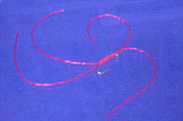 Leggy Bloodworm