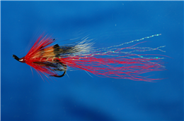 Ally's Shrimp Red