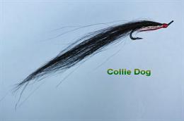 Collie Dog