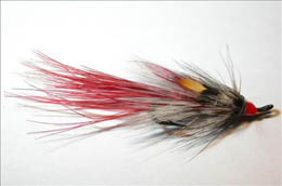 Irish Curry's Red JC