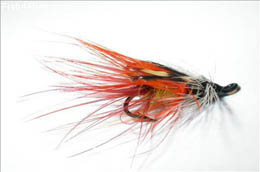 Morning Glory Shrimp