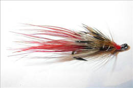 Foxford Shrimp JC