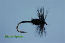 Black Spider