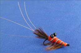 Red Francis Shrimp