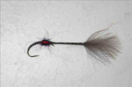 Parosol Black  Nymph