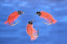 Freshwater Shrimp Breeding