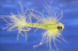 Petitijean's Damsel Nymph