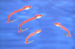 Red CDC Buzzer