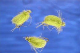Green CDC Beetle