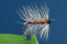 Red Dapping Badger