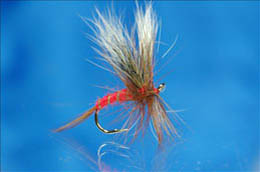 Elwes Hairwing Red