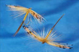 Hannon Mayfly