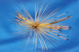 Elwes Speckled Mayfly 2