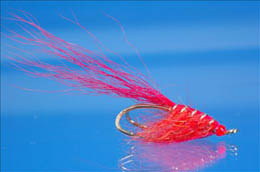 Polar Shrimp