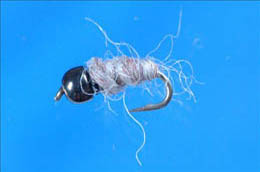 Killer Bug
