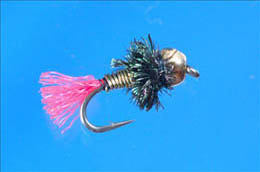 Pea Red Tail