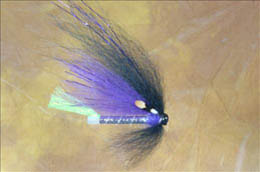 Purple Templedog