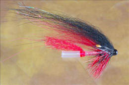 Red and Black Tempelhund