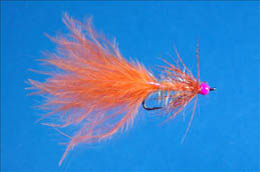 Orange and Pink Darter