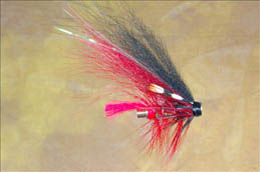 Black and Red Tempelhund