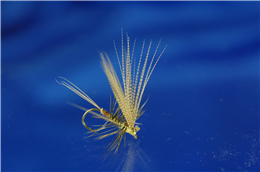 Philip White Active Mayfly
