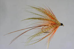 Hackled Mayfly