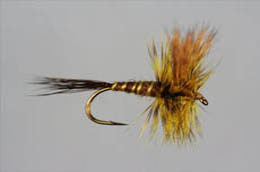 Brown Drake