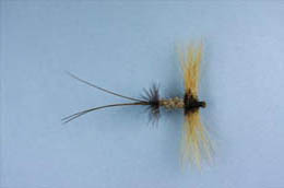 Spent Hackled Mayfly