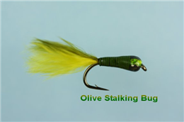 Olive Stalker Bug