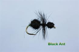 Black Ant