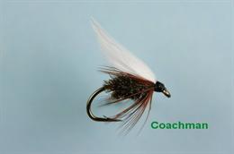 Coachman Winged
