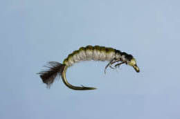 Hydrosyche Larva